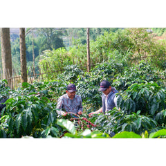 Coffee producers with coffee plants on Frinsa Estate