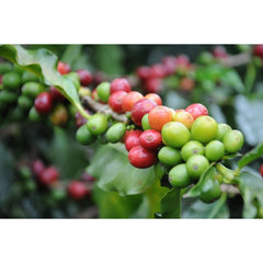 Cherries on the branch in Kiambu County, Kenya