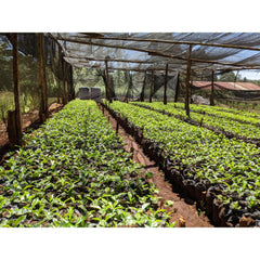 Coffee growing under shade in Kiambu County, Kenya