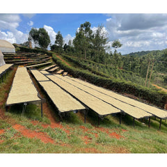Raised drying beds at Handege Coffee Factory, Kenya
