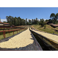 Drying cherries on raised beds at Handege Coffee Factory, Kenya