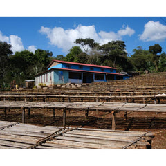 Raised drying tables at Halo Beriti Washing Station