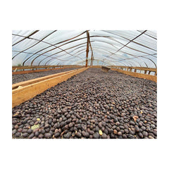 Team Pegasing natural fermentation greenhouse