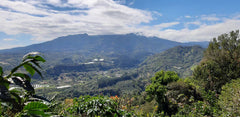 Panama Coffee Growing Landscape