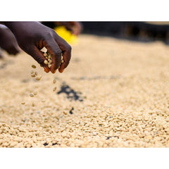 Kenya Gondo Coffee Factory