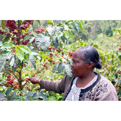 Kenya Gondo Coffee Factory