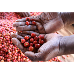Kenya Gondo Coffee Factory