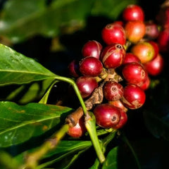 Coffee cherries at Kamundu Estate, Kenya