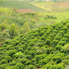 Coffee fields of Kenya Karatina region Ngunguru coffee factory