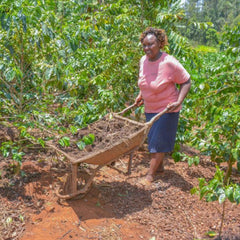 Coffee producer with wheelbarrow at Ngunguru coffee factory