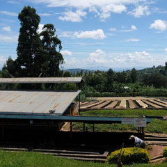 Shaded patios of Ngunguru coffee factory