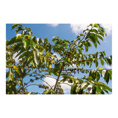 Coffee Arabica trees on Kiangundo farm