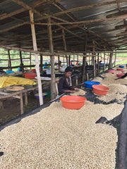 Rwanda Kini Coffee Drying Raised Beds