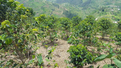 Origin_Coffee_Roasting_Rwanda_Kinini_trees