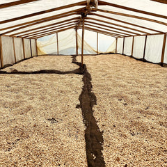 Drying patio at Finca Las Brisas