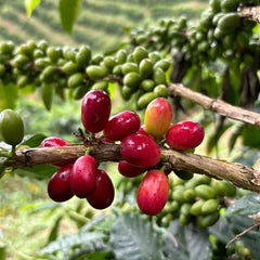 Finca Las Guinease Pink Bourbon coffee cherries with green cherries behind