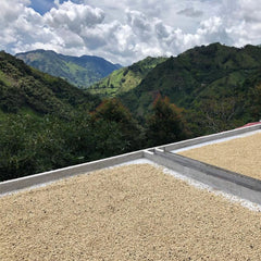 Finca Las Guineas drying coffee cherries with green hills