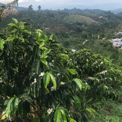 Finca Las Guineas Pink Bourbon coffee fields with hills