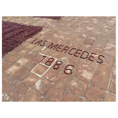 Coffee cherries spelling out Las Mercedes 1886