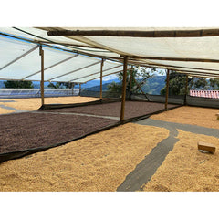 Drying beds at Las Veraneras coffee estate, Colombia