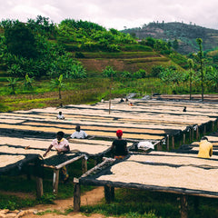 Rugali Washing Station drying beds with workers and hills in the background