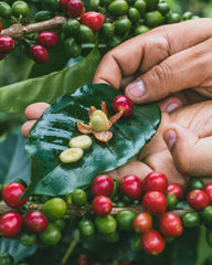 Origin Coffee Roasting Colombia La Loma Coffee Cherries