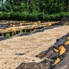 Mutheka Farmers Cooperative Society raised coffee drying beds,  Nyeri County