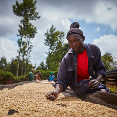 Mutheka Farmers Cooperative Society coffee producer hand sorting
