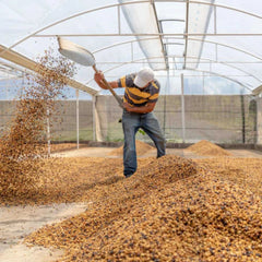 Mutheka Farmers Cooperative Society coffee producer shovelling coffee cherries