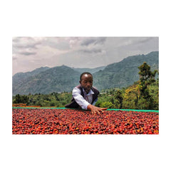 Coffee producer at Nyabirongo washing station sorting cherries by hand with the Rwenzori mountains in the background