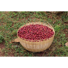 Origin Coffee Roasting Ethiopia Bensa Damo basket of cherry