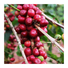 Coffee cherries on branch, Kirinyaga Kenya