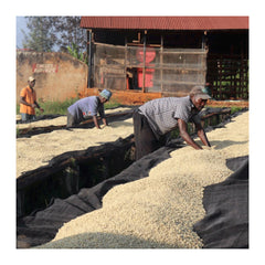 Producers at Kamwangi Washing Station