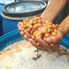 Colombia Finca El Diviso