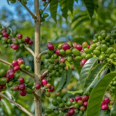 Colombia Finca El Diviso