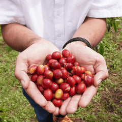 Colombia Finca El Diviso