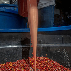 Colombia Finca El Diviso