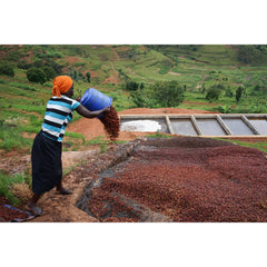 Mushaka washing station coffee producer throwing coffee onto a ground bed