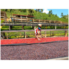 Mushaka washing station coffee producer sorting coffee cherries on raised beds