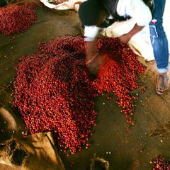 Muthua-Ini Coffee Factory ripe coffee cherries