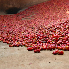 Muthua-Ini Coffee Factory ripe coffee cherries