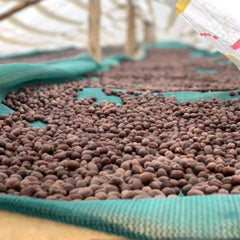 Drying coffee on shaded beds at Sipi Falls