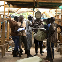 Ugandan coffee producers weighing bags of coffee with a scale