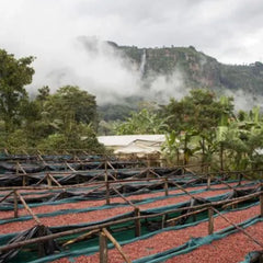 Raised drying beds with Sipi Falls in the background