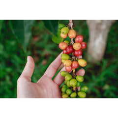 Coffee cherries on the branch at Chikmagalur, India