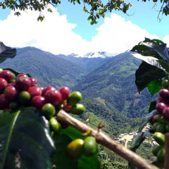 View of Coffee cherry and Hills of El Guayacan Farm in Peru