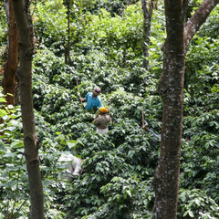 Ratnagiri Estate, India