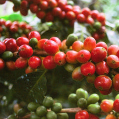 Ripe coffee cherries, Ratnagiri Estate, India