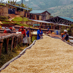 Rwanda Coproca coffee station producers