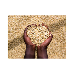 Rwanda Coproca coffee station hands with coffee parchment